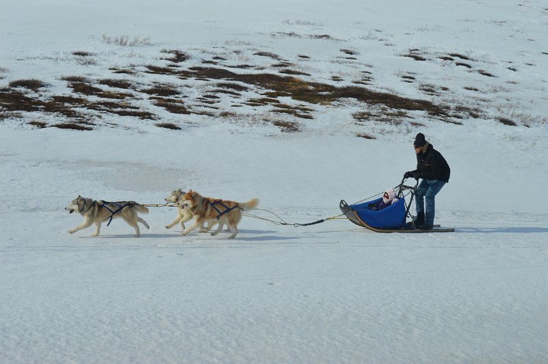 Dog sledding (05).JPG